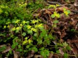 Chrysosplenium flagelliferum