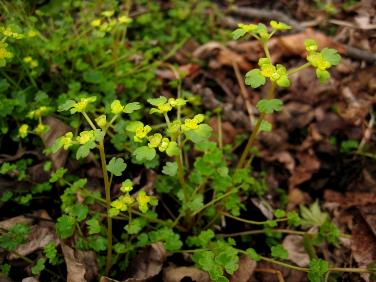 Image of Chrysosplenium flagelliferum specimen.