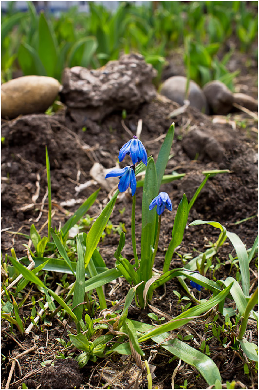 Image of Scilla siberica specimen.