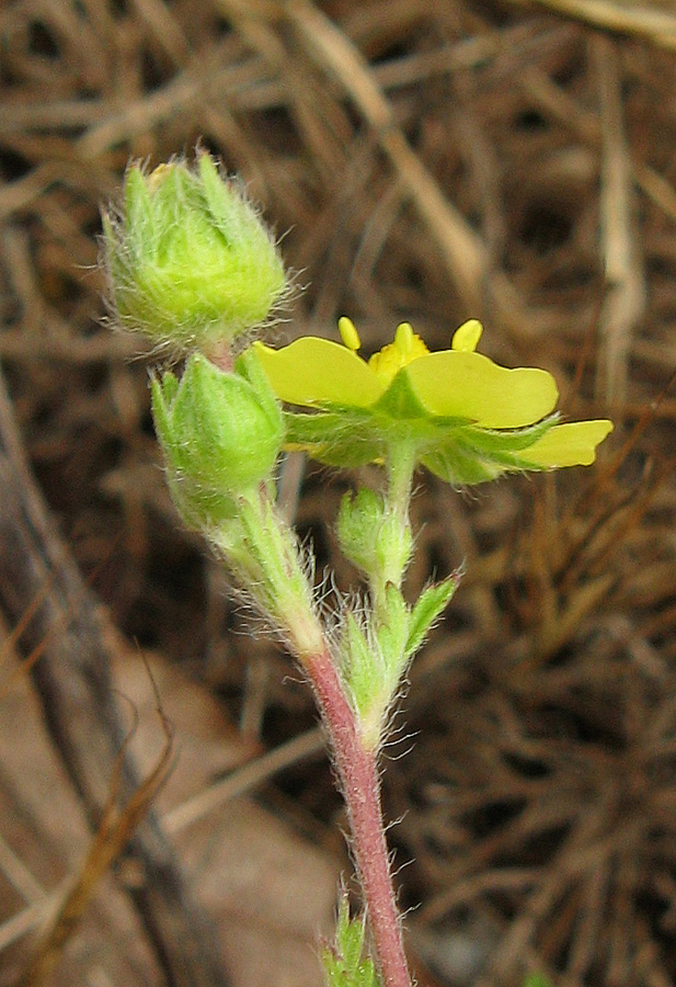 Image of genus Potentilla specimen.