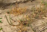 Lythrum tribracteatum
