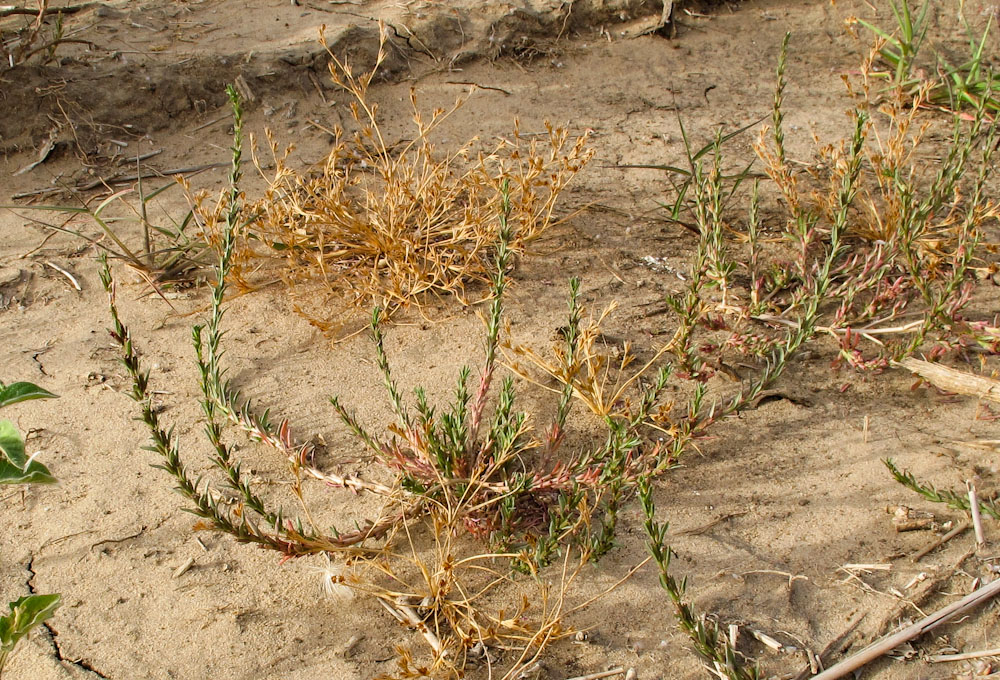 Image of Lythrum tribracteatum specimen.