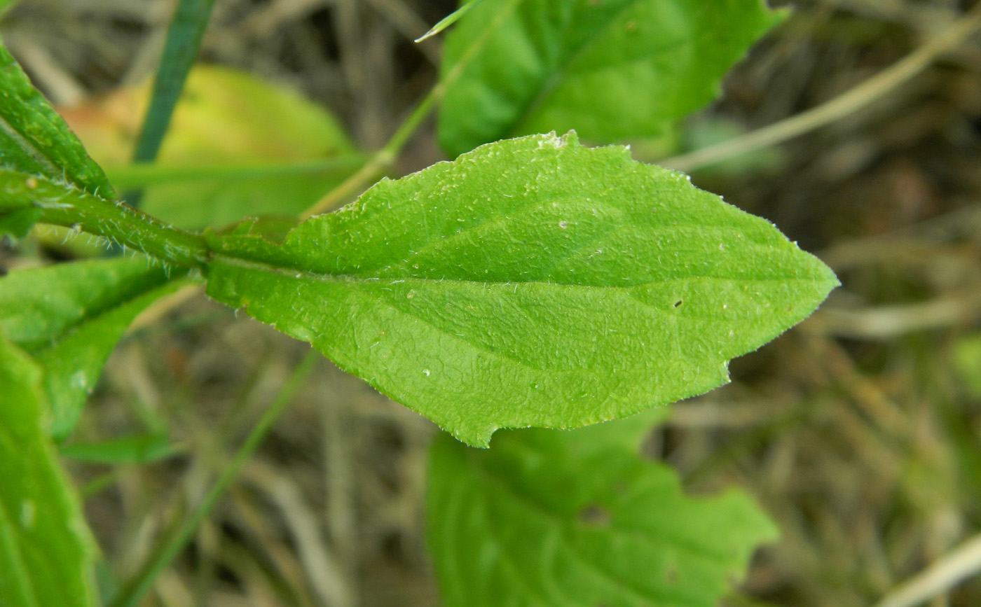 Image of Erigeron annuus specimen.