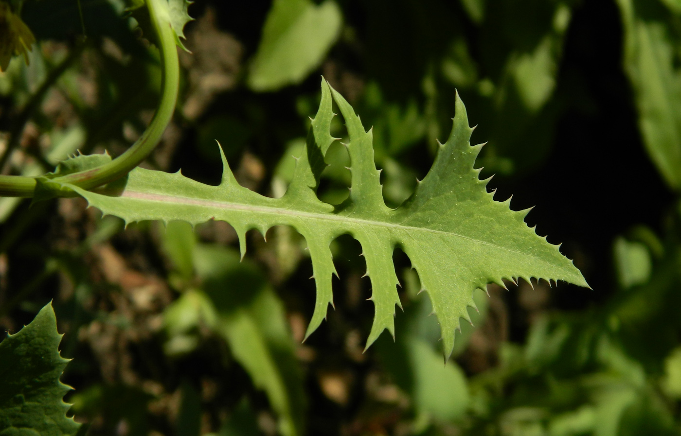 Image of Sonchus oleraceus specimen.