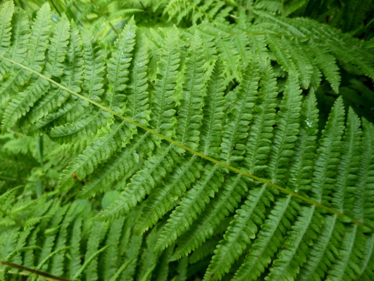 Image of Parathelypteris nipponica specimen.