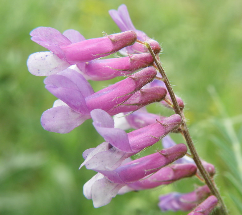 Изображение особи Vicia villosa.