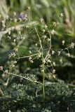 Thalictrum isopyroides. Верхушка цветущего растения. Южный Казахстан, на краю плато над каньоном Машат. 14.04.2012.
