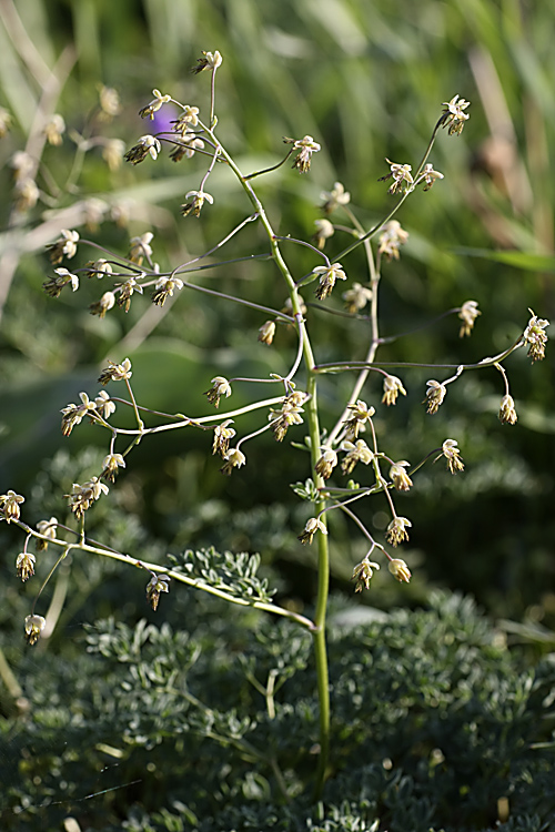 Image of Thalictrum isopyroides specimen.