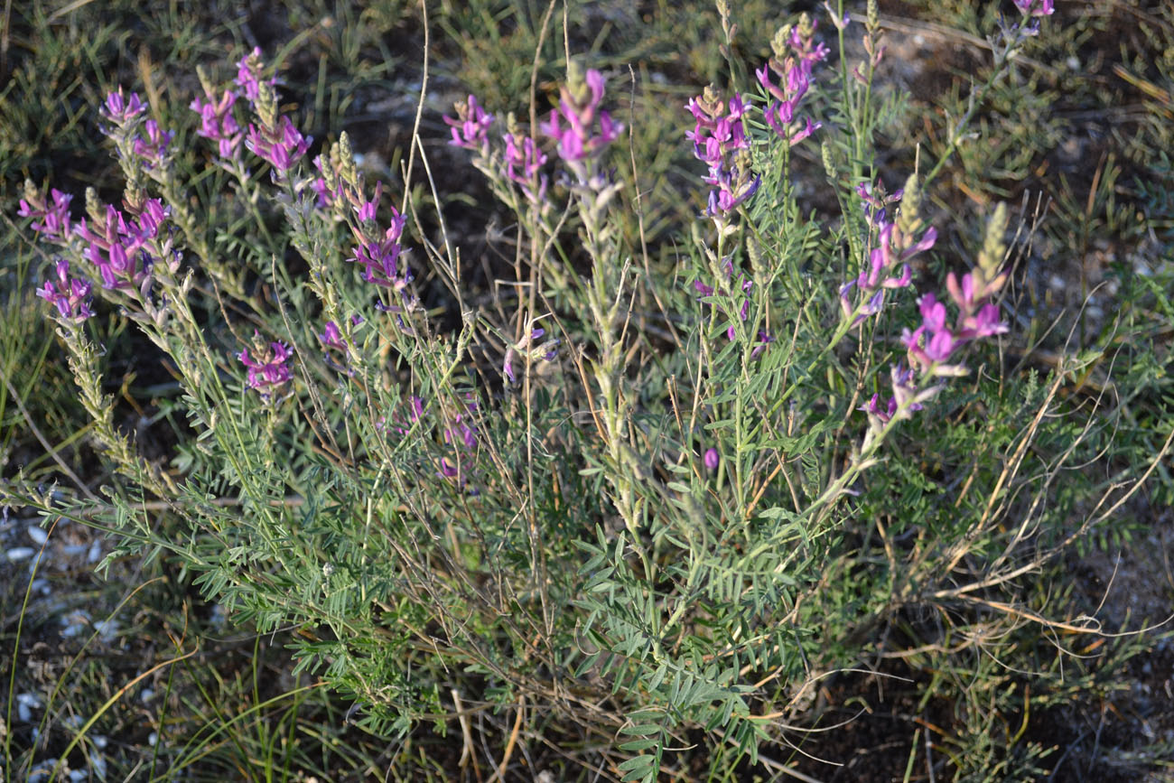 Изображение особи Astragalus varius.