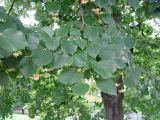 Tilia cordifolia