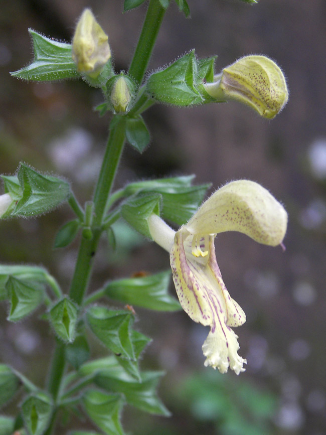 Image of Salvia glutinosa specimen.