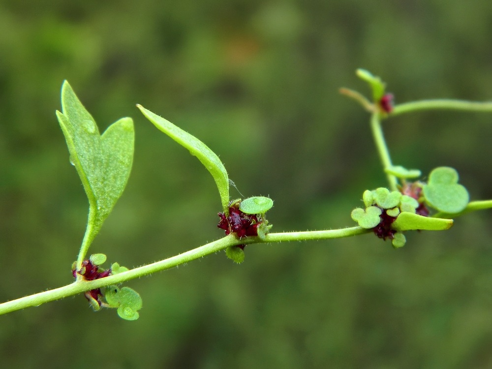 Image of Saxifraga cernua specimen.