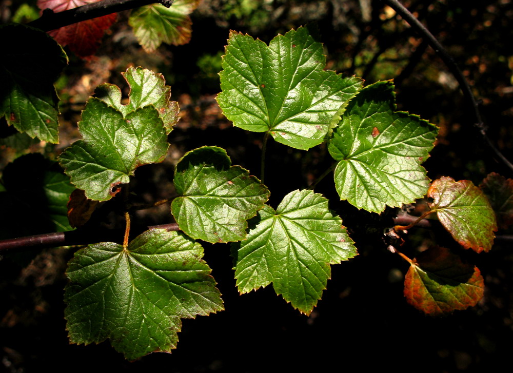Изображение особи Ribes altissimum.