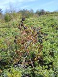Rosa spinosissima. Плодоносящее растение среди зарослей Juniperus hemisphaerica. Крым, гора Чатырдаг, нижнее плато. 29 сентября 2012 г.