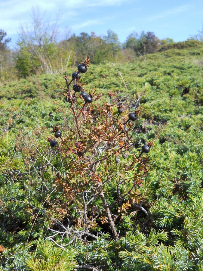 Image of Rosa spinosissima specimen.