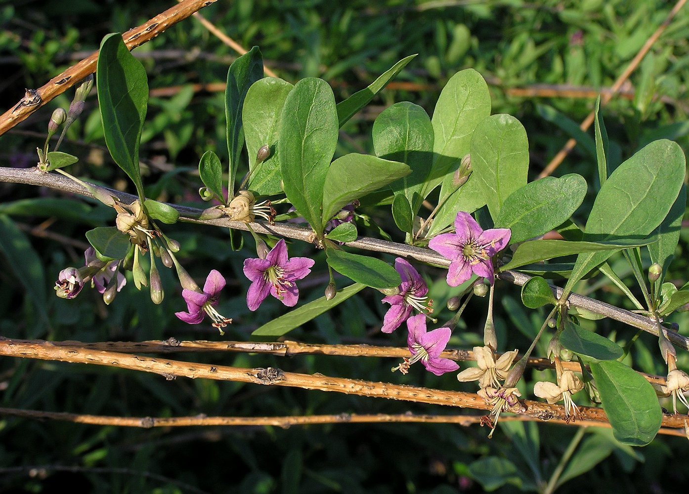 Изображение особи Lycium barbarum.