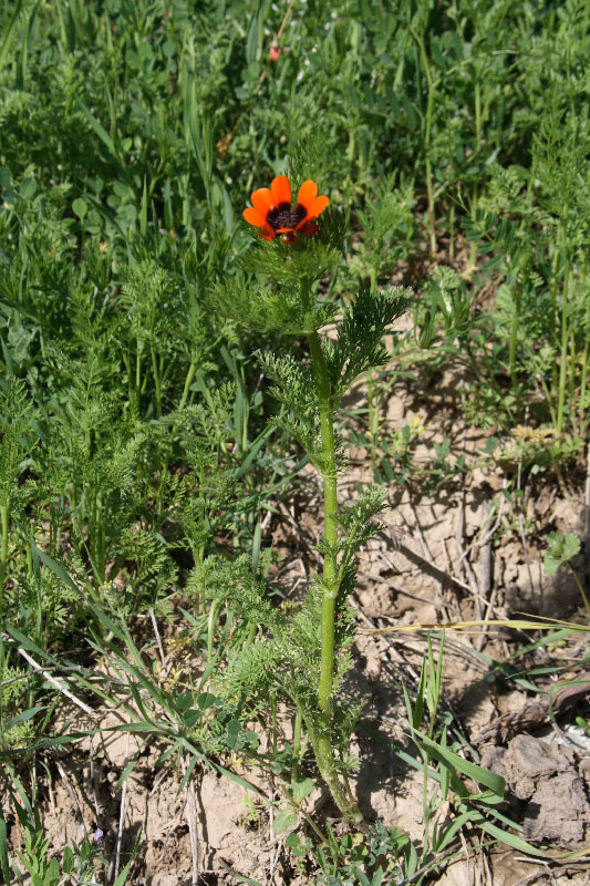 Изображение особи Adonis parviflora.