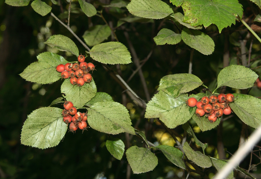 Изображение особи Crataegus engelmannii.