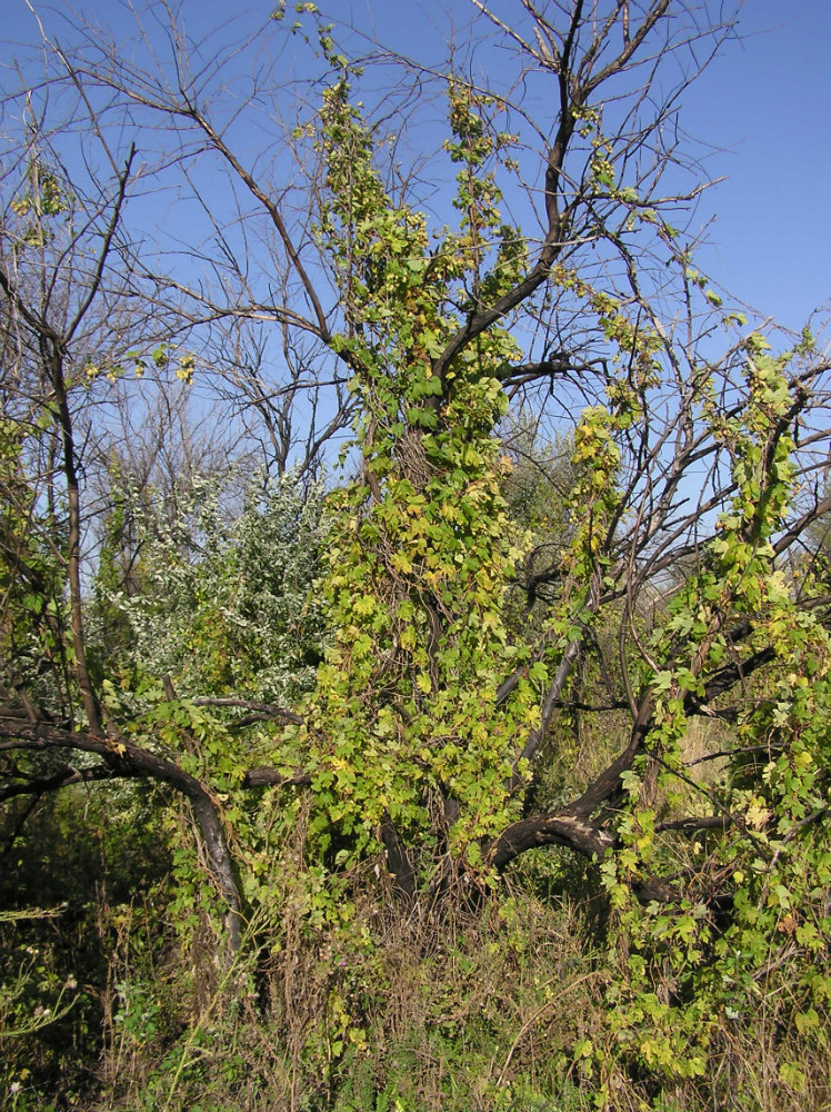 Image of Humulus lupulus specimen.