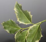 Ilex aquifolium. Побег ('Variegata'); видна обратная сторона листьев. Германия, г. Кемпен, в культуре. 13.09.2012.