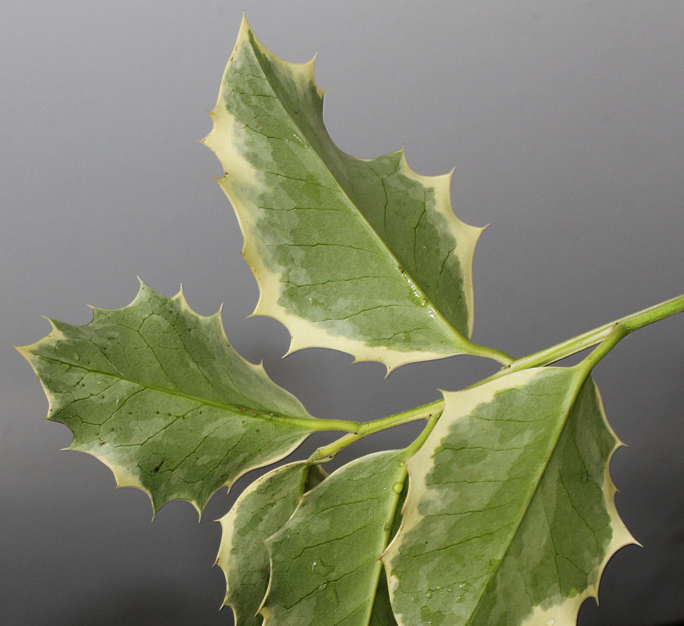 Image of Ilex aquifolium specimen.