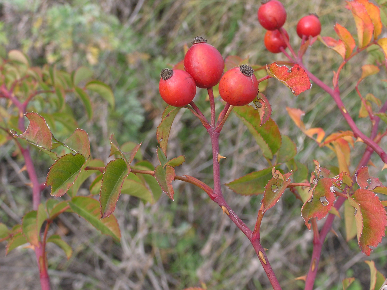 Image of genus Rosa specimen.