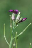 Hesperis matronalis