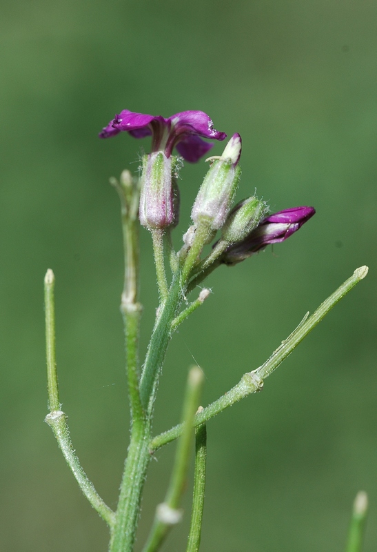 Image of Hesperis matronalis specimen.