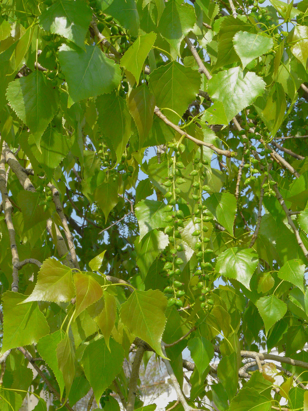 Image of Populus &times; canadensis specimen.