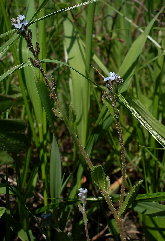 Image of Myosotis micrantha specimen.