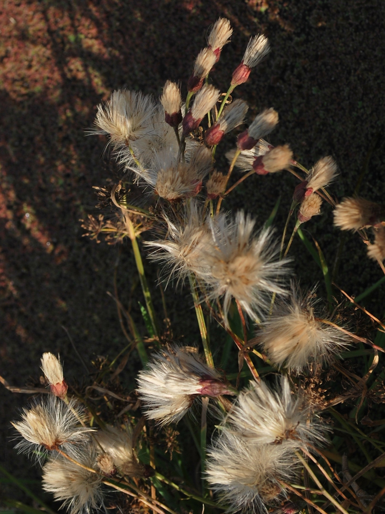 Image of Tripolium pannonicum specimen.