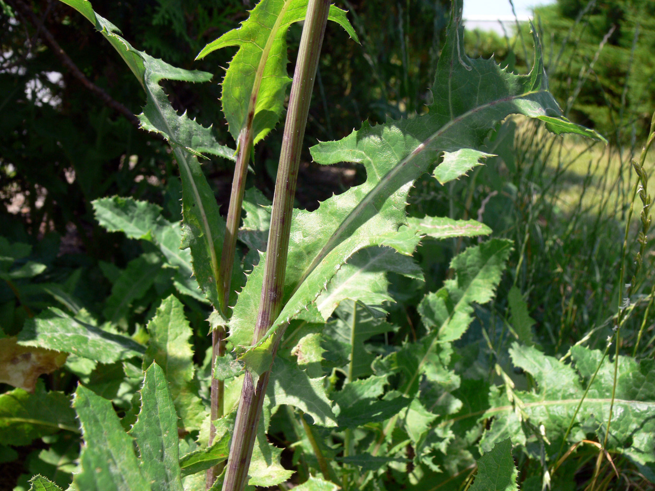 Изображение особи Sonchus arvensis.