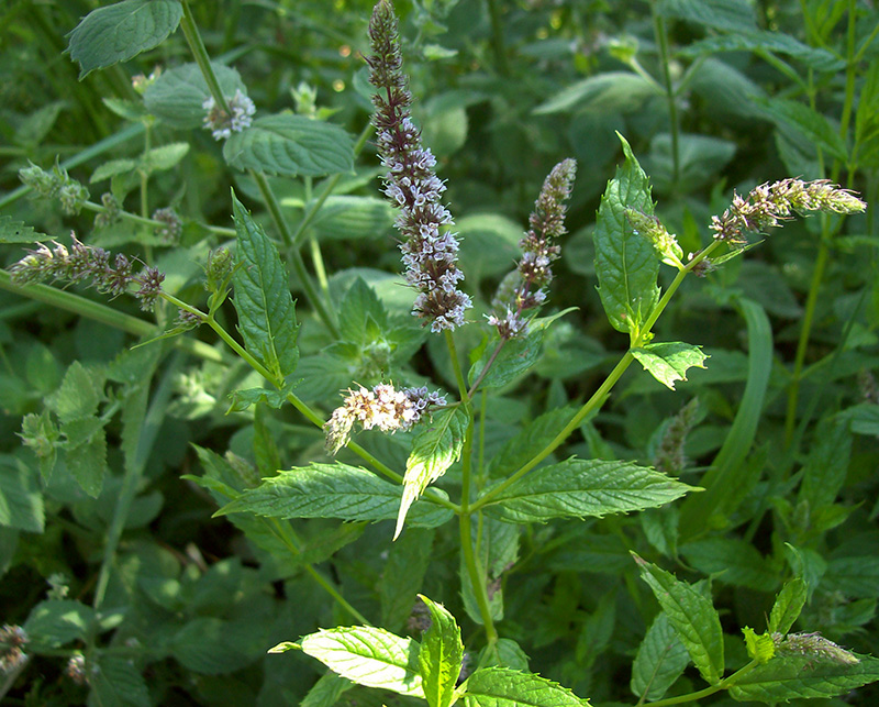 Изображение особи Mentha spicata.