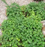 Kleinia × kleiniiformis. Листья. Монако, Монте-Карло, французский сад напротив Казино. 19.06.2012.