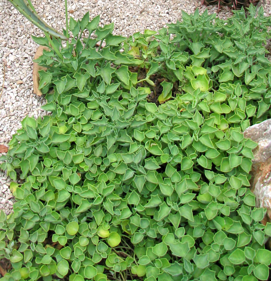 Изображение особи Kleinia × kleiniiformis.