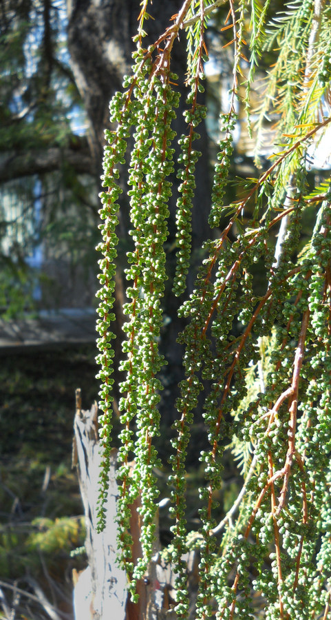 Image of Taxodium distichum specimen.