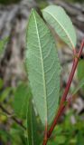 Salix × coerulescens. Лист (вид с обратной стороны). Архангельская обл., Вельский р-н, окр. пос. Усть-Шоноша, на старых брёвнах. 14.08.2012.