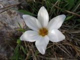 Crocus hyemalis