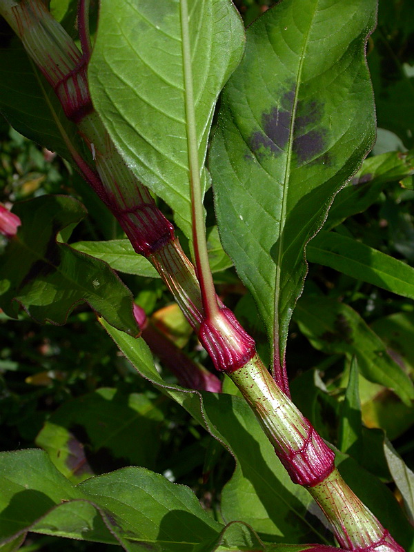 Image of Persicaria maculosa specimen.