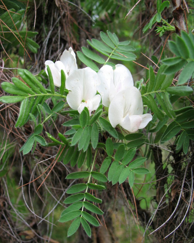 Image of Caragana jubata specimen.