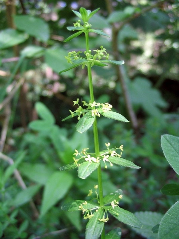 Image of Cruciata glabra specimen.