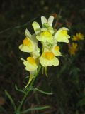 Linaria biebersteinii