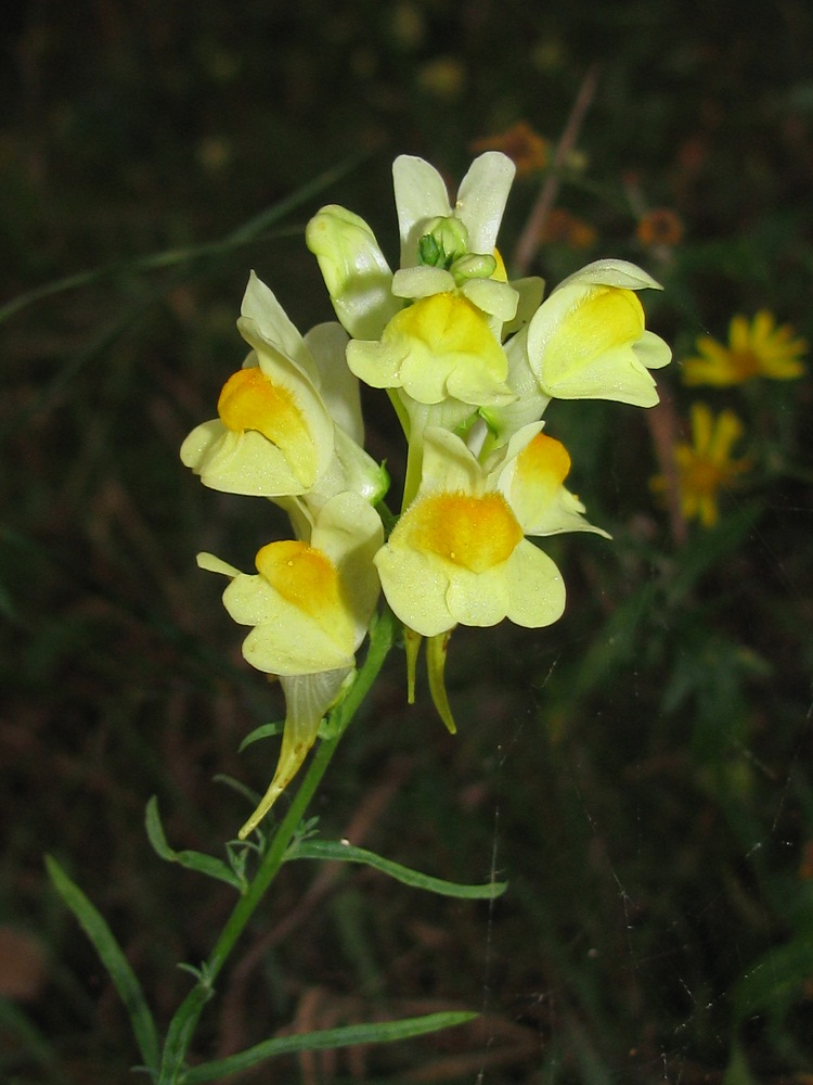 Image of Linaria biebersteinii specimen.