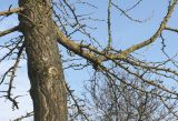 Ginkgo biloba. Часть ствола и основание нижней скелетной ветви покоящегося дерева. Германия, г. Кемпен, в озеленении улицы. 25.03.2013.