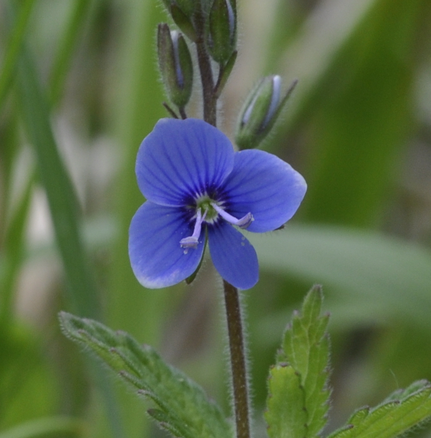 Image of Veronica chamaedrys specimen.