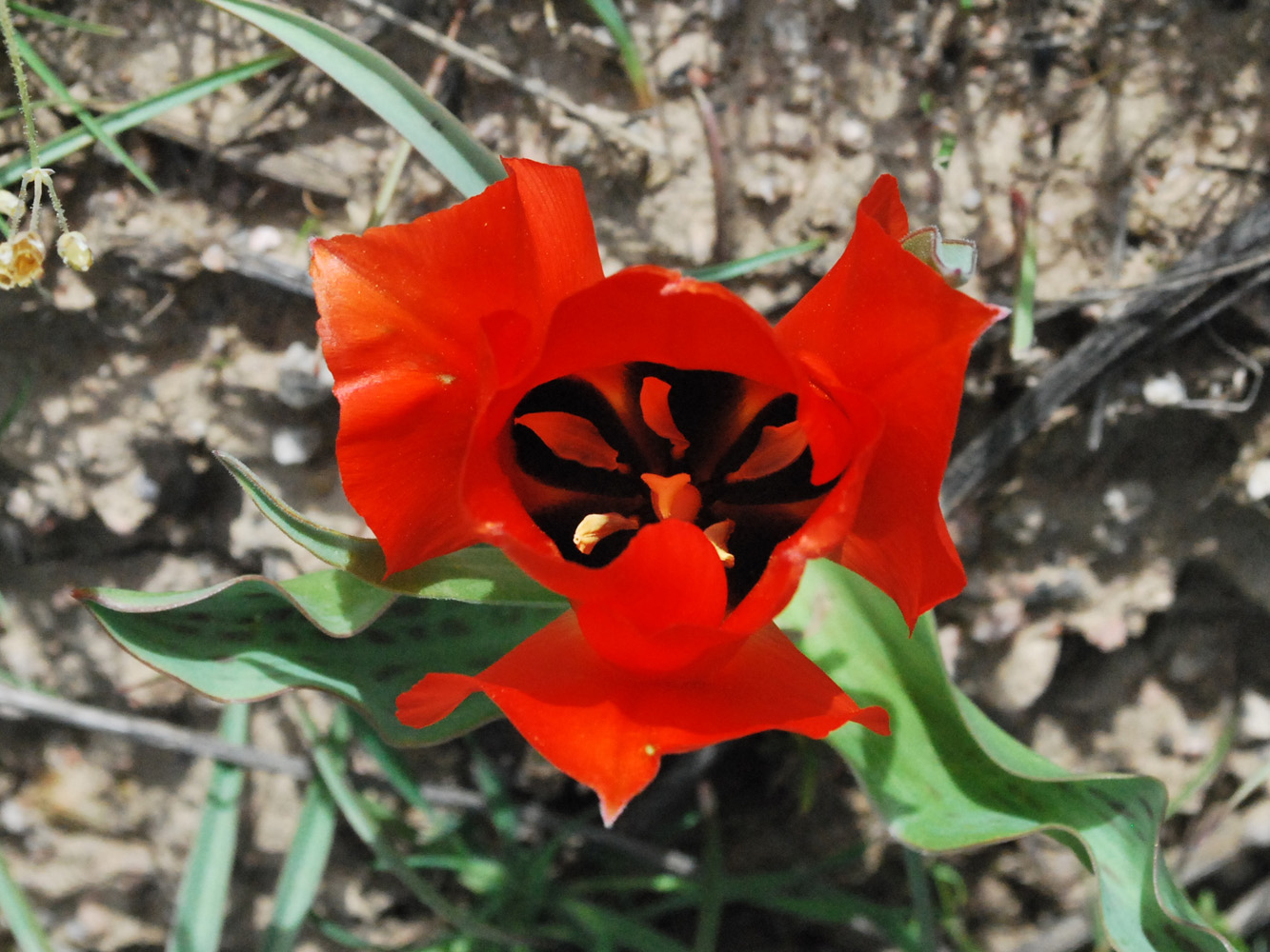 Image of Tulipa greigii specimen.