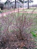 Berberis thunbergii