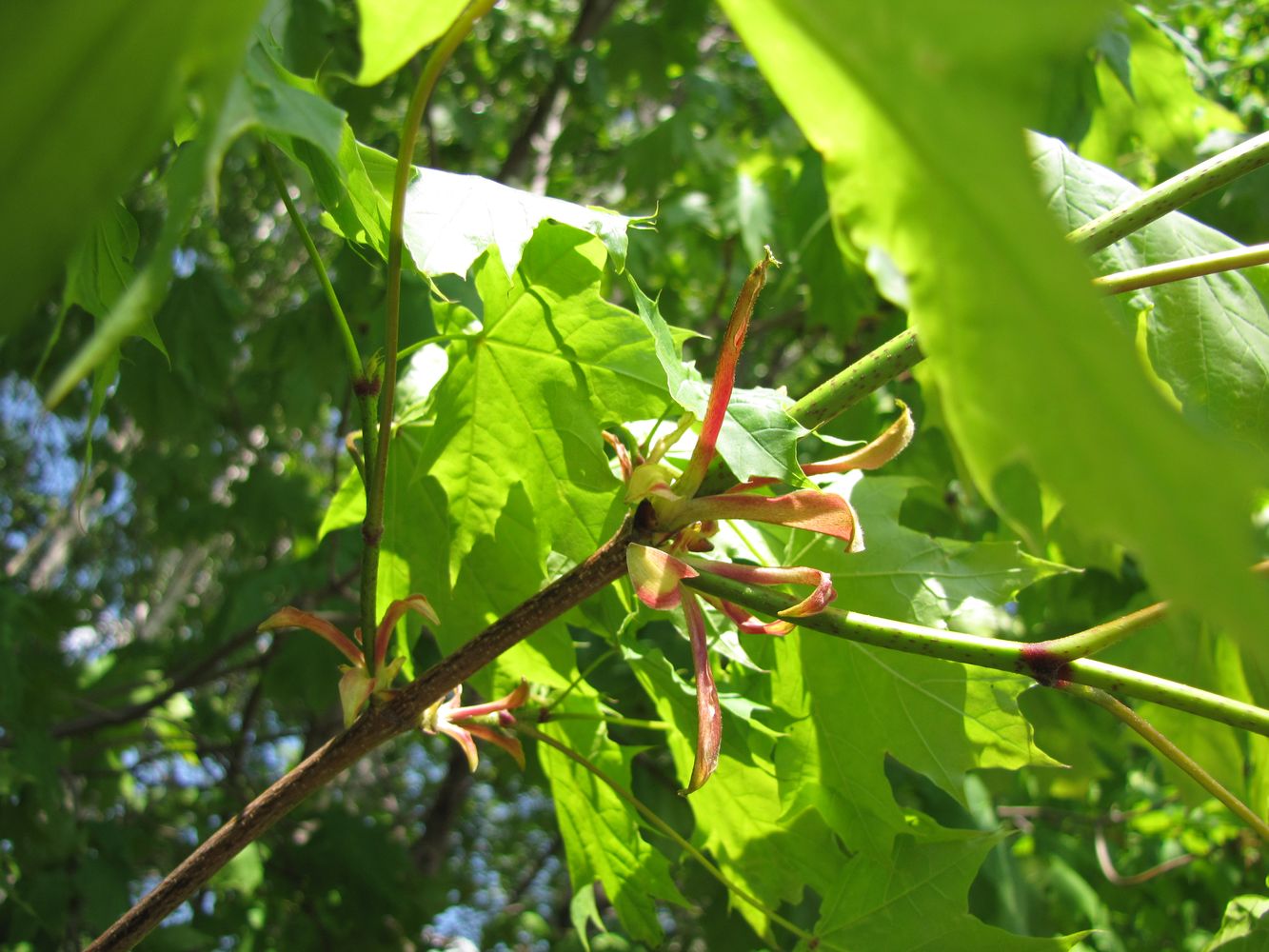 Изображение особи Acer platanoides.