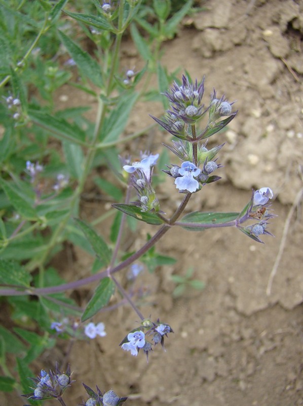 Image of Nepeta parviflora specimen.