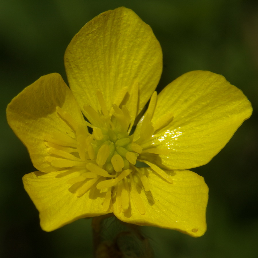 Изображение особи Ranunculus neapolitanus.